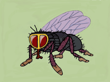 3 Il Moscone Spartacus copia